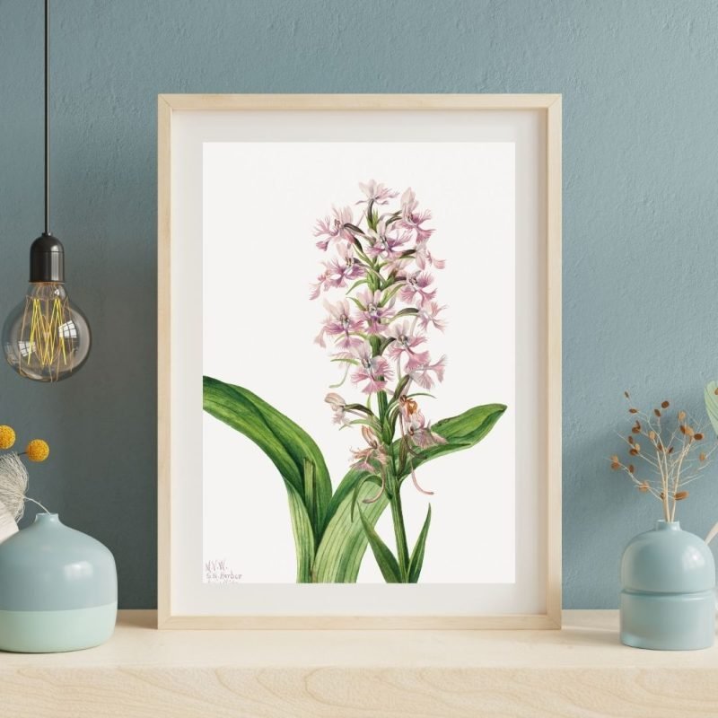 Purple Fringe Orchid (Habenaria grandiflora) Wall Art