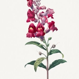 Red Snapdragon (Anterinum) Flower