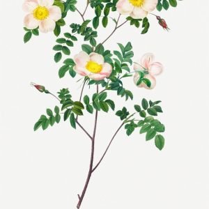 Rosa Candolleana (spinosissima)