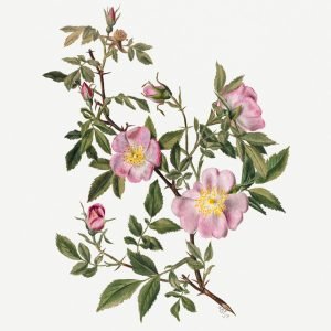 Rose Mallow (Hibiscus moscheutos)