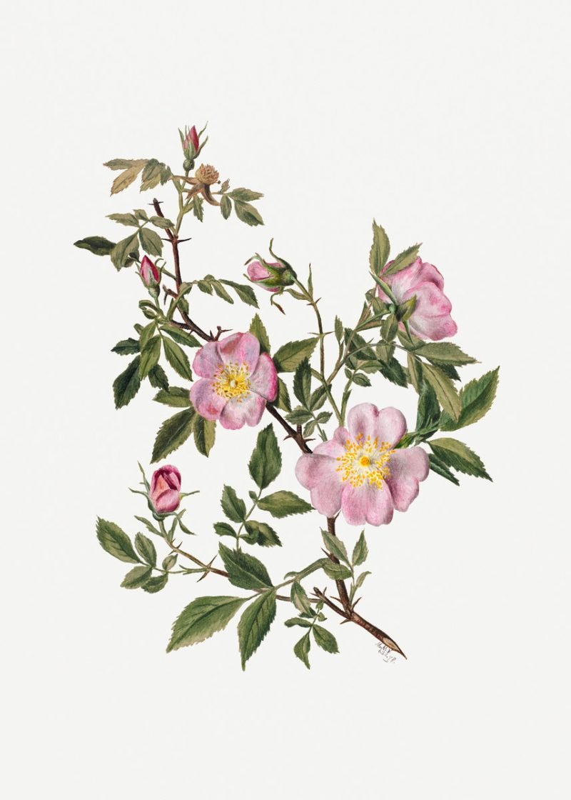 Rose Mallow (Hibiscus moscheutos)