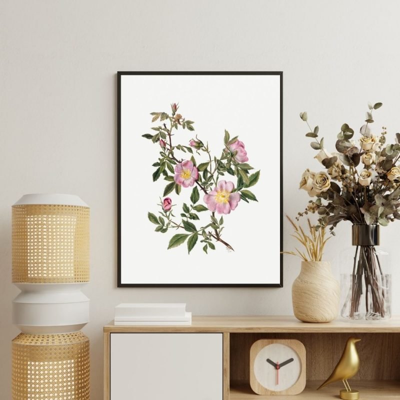 Rose Mallow (Hibiscus moscheutos) Canvas