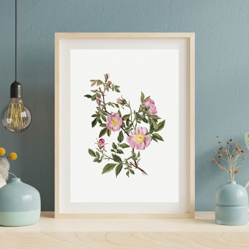 Rose Mallow (Hibiscus moscheutos) Wall Art