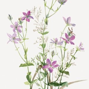 Sabatia Angularis (Rosepink)