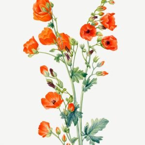 Scarlet Globe Mallow Sphaeralcea coccinea