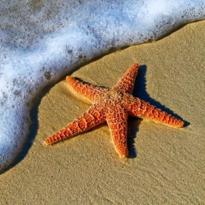 Starfish and ocean foam at Key West
