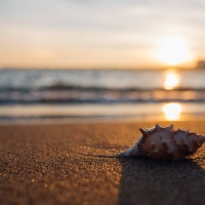 Sunset And Seashell on the Seashore