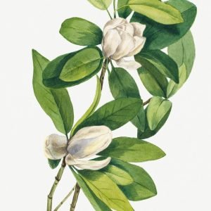 Swamp Magnolia (Magnolia virginiana)