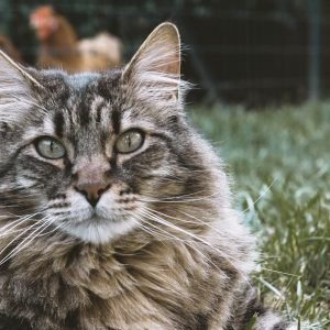 Tabby Maine Coon Lying
