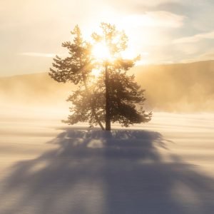 Tree in Snow at Sunrise