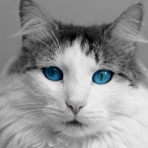 Turquoise Eyed Maine Coon Cat Face