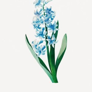 Vintage Blue Hyacinth
