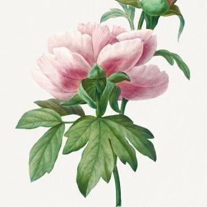 Vintage Bright Pink Peonies