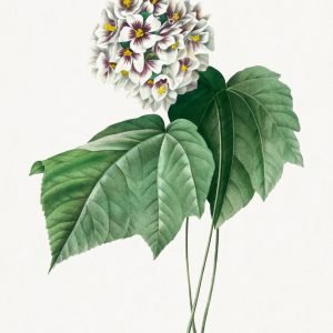 Vintage Dombeya Amelia illustration