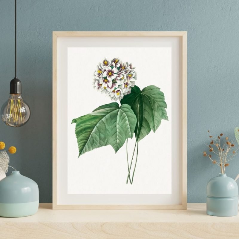 Vintage Dombeya Amelia illustration Wall Art