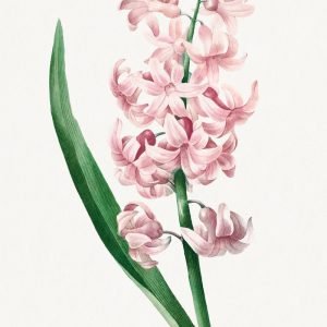 Vintage Pale Pink Hyacinth