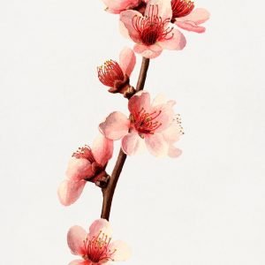 Vintage Pink Peach Blossom