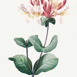 Vintage Red Light Pink Honeysuckle Flower