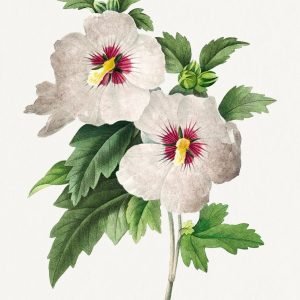 Vintage Tricolour Hibiscus Flower