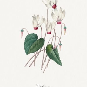Vintage White Cyclamen