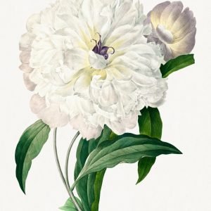 Vintage White Peony