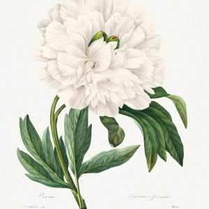 Vintage White Peony Flower