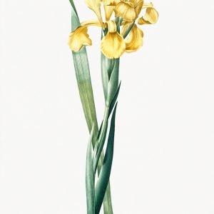 Vintage Yellow Iris Monnieri
