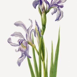 Western Blue Flag Iris (Iris missouriensis)