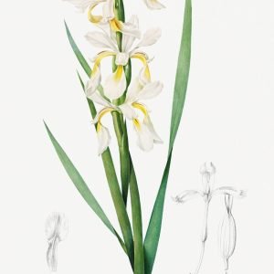 White Gold Iris Flower