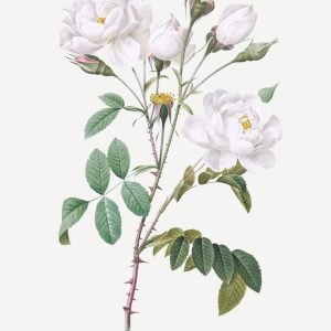 White Rosa Campanulata Flower