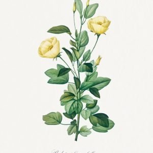 Yellow Reduta Heterophylla