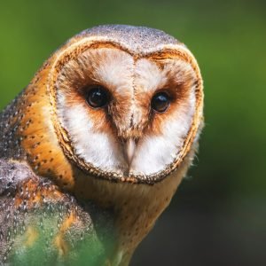 Barn Owl Face Close Up