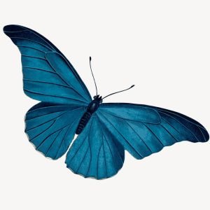 Blue Morpho Butterfly Painting Print
