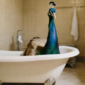 Blue Peacock in Vintage Bathtub