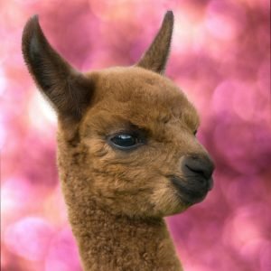 Brown Baby Alpaca