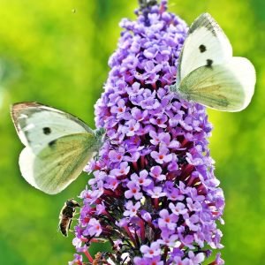 Buddleia Butterfly Bush with Butterflies