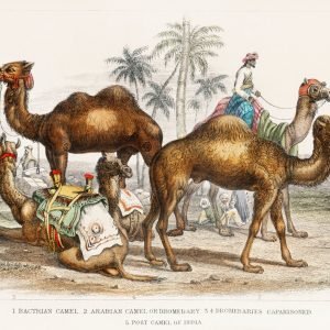 Camel Species Vintage Illustration
