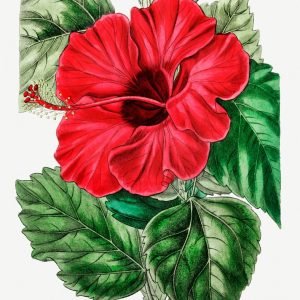 Chinese Single Red Rose Mallow