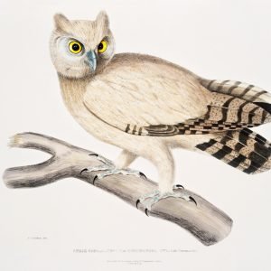 Coromandel Owl (Strix Coromandra) Illustration