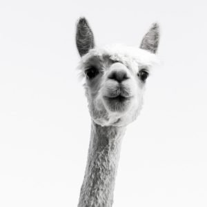 Cute Alpaca Black and White
