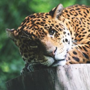 Cute Leopard Lying on the Log