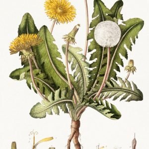Dandelion Botanical Illustration