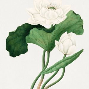 East Indian Lotus (Nelumbo nucifera)