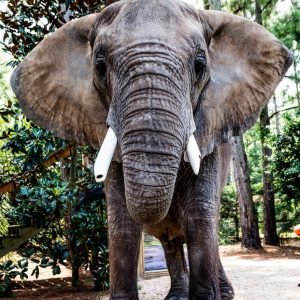 Huge African Elephant Close Up