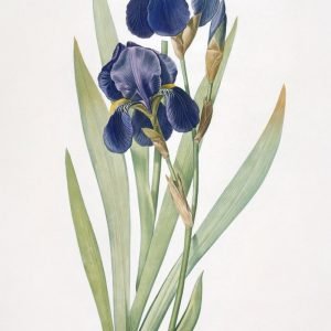 Iris Germanica Blue Flower