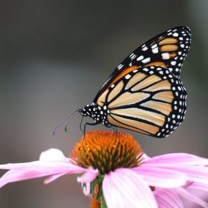 Monarch Butterfly on Purple Coneflower