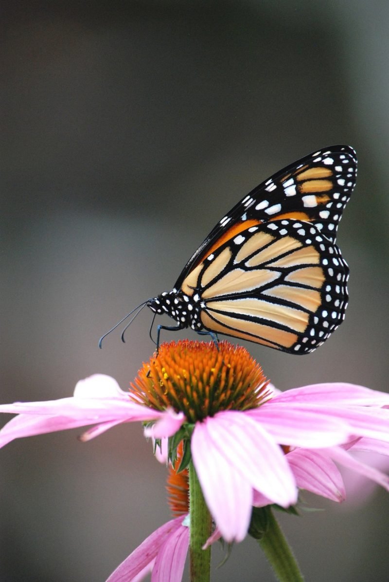 Monarch Butterfly on Purple Coneflower