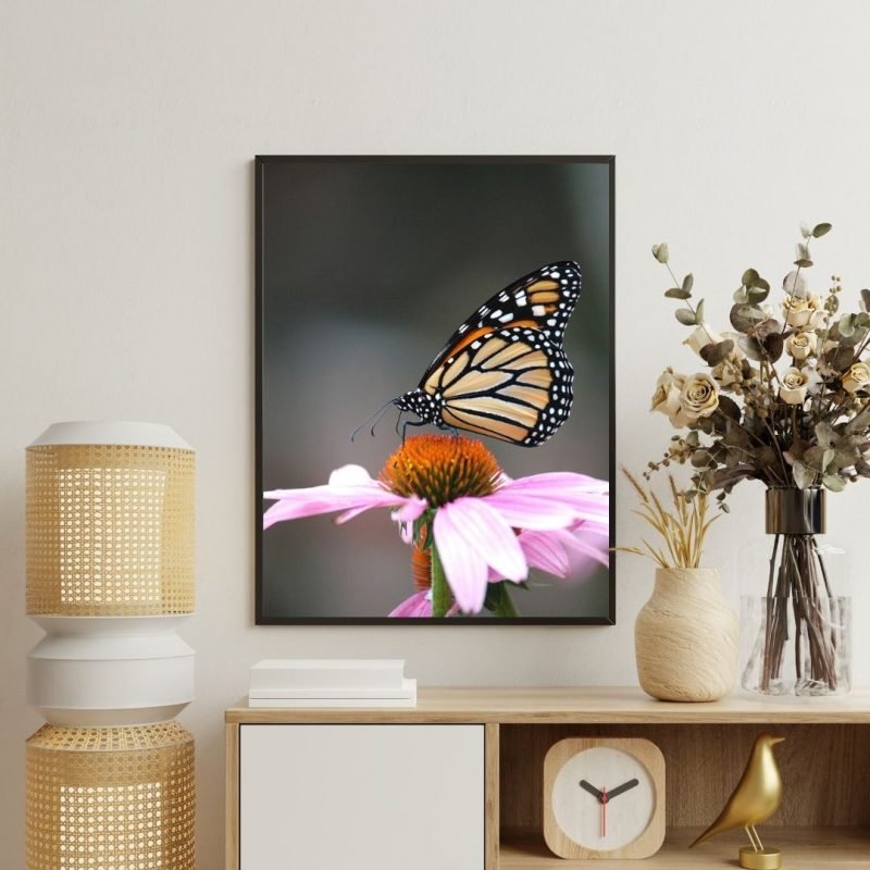 Monarch Butterfly on Purple Coneflower Canvas