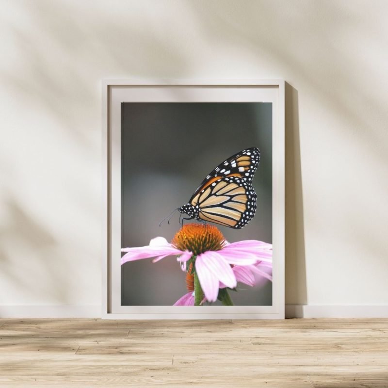 Monarch Butterfly on Purple Coneflower Poster