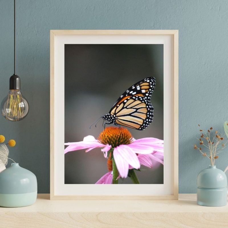 Monarch Butterfly on Purple Coneflower Wall Art